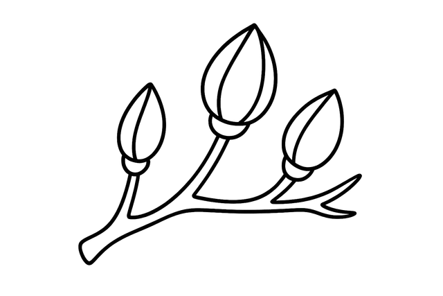 Branch