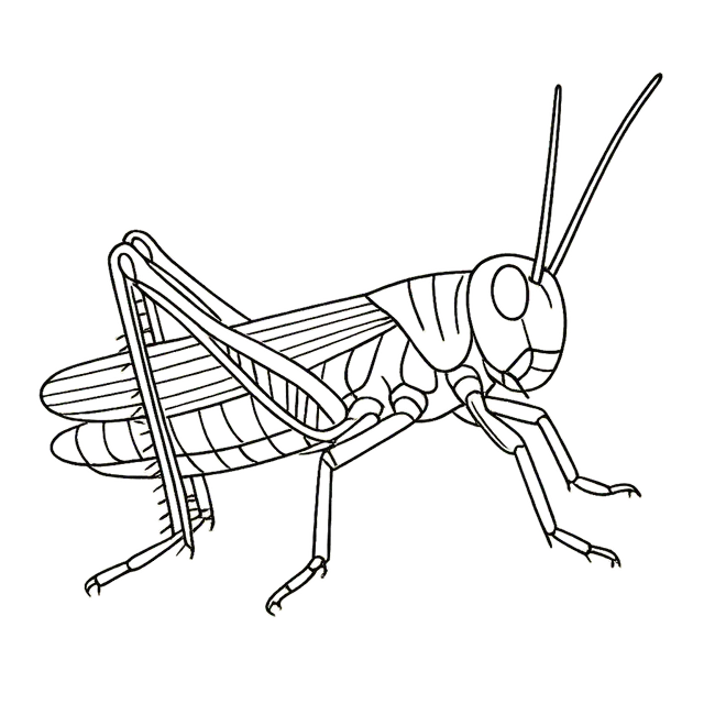 Grasshopper