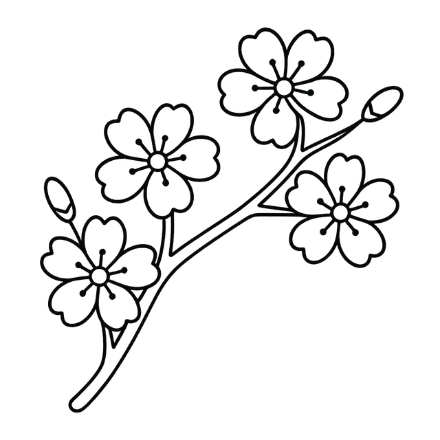 Cherry Blossoms