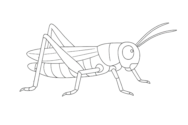 Grasshopper