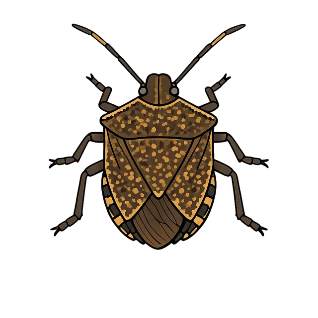 Stinkbug