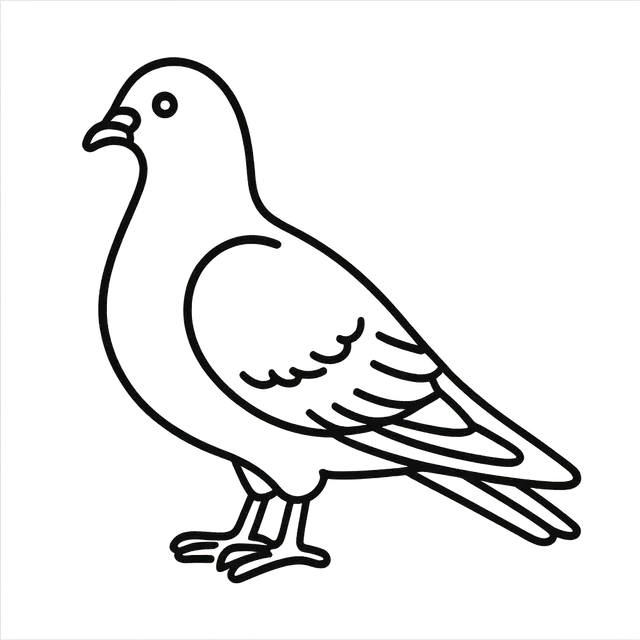 Pigeon