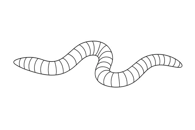 Worm