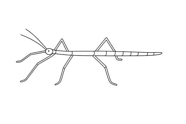 Stick Bug