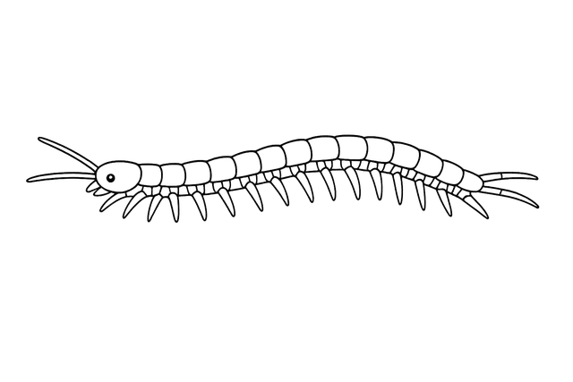 Centipede