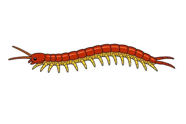 Centipede