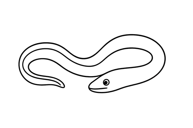 Eel