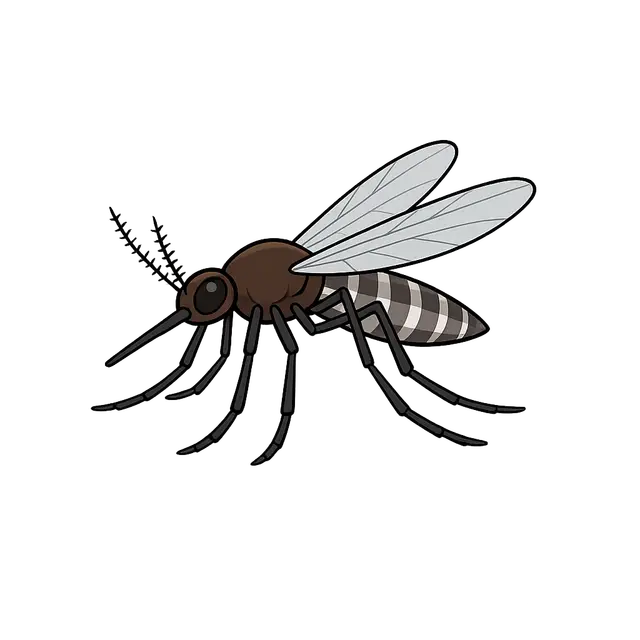 A Mosquito