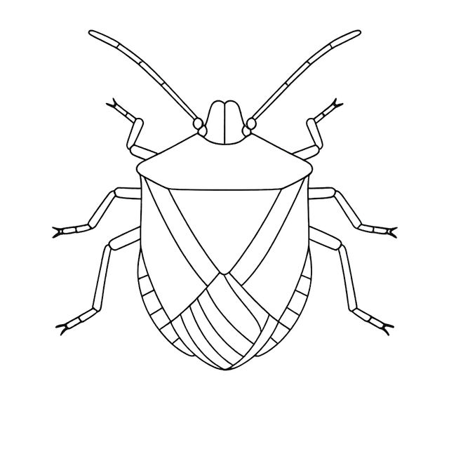 Stink Bug