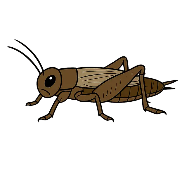Cricket