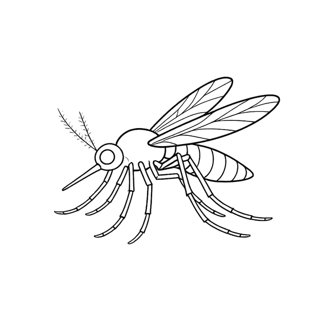 Mosquito