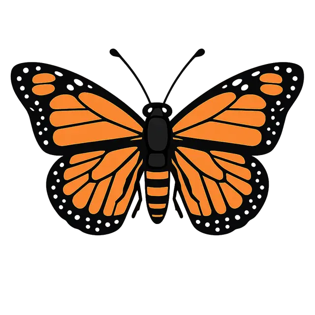 A Colorful Butterfly