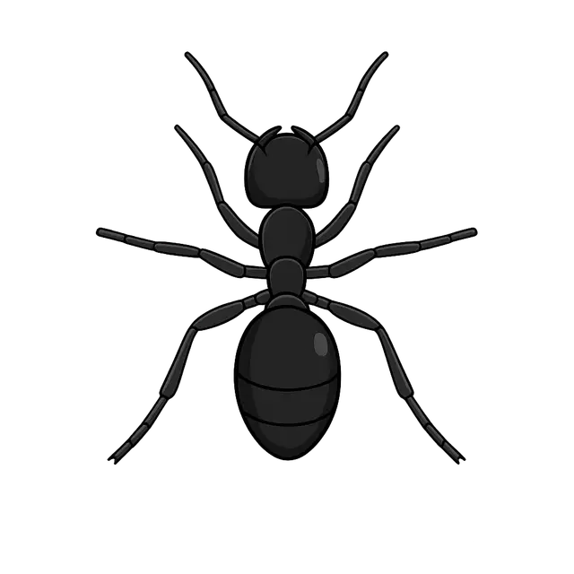 Black Ant