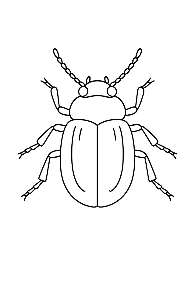 Beetle