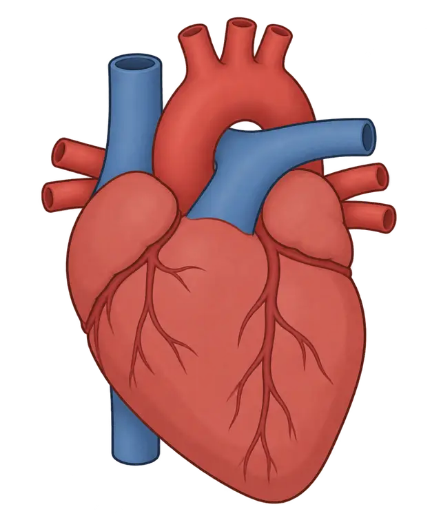 Anatomical Heart Illustration