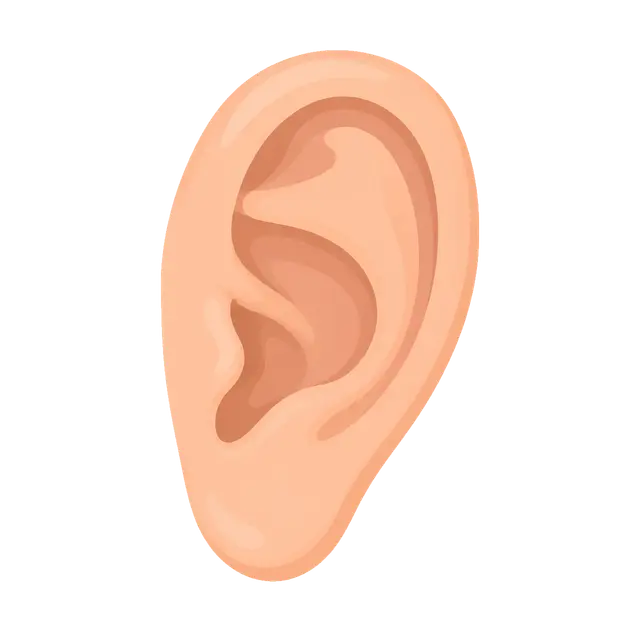 Illustration of a Human Ear