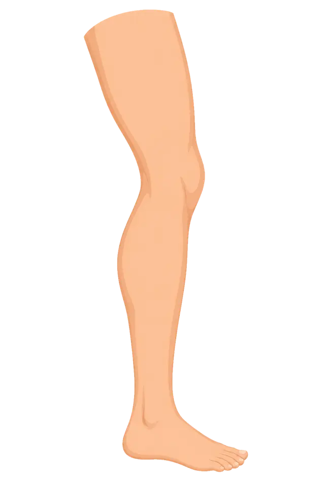 Illustration of a Human Leg and Foot