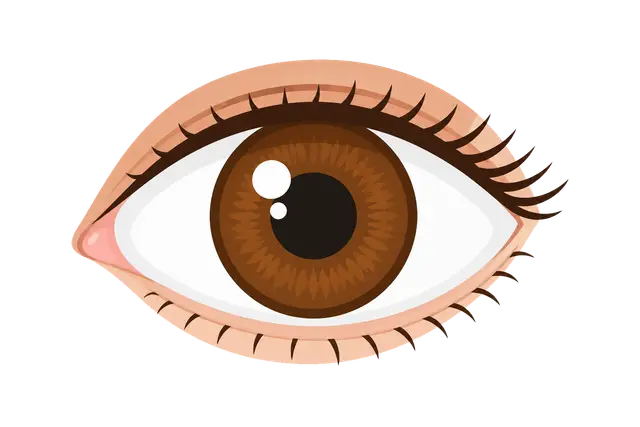 Illustration of a Brown Eye
